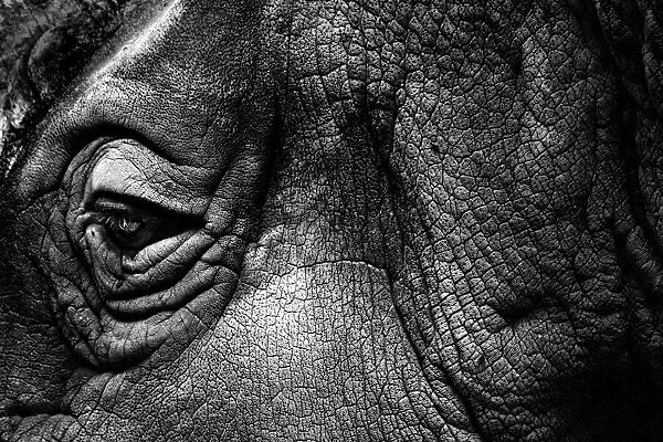 Rhino. Roberto Gaudenzi