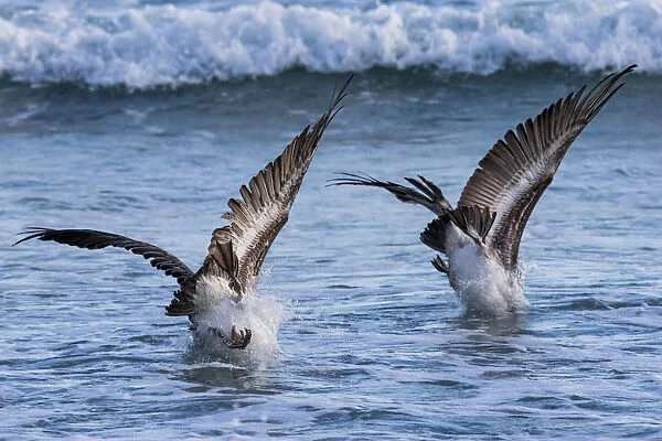 Two Brown Pelicans (Pelecanus occidentalis) diving for food. Isabela Island, Galapagos Islands