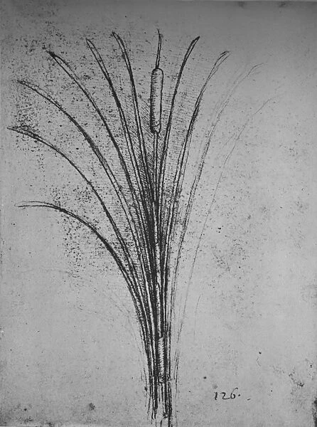 A Bulrush, c1480 (1945). Artist: Leonardo da Vinci