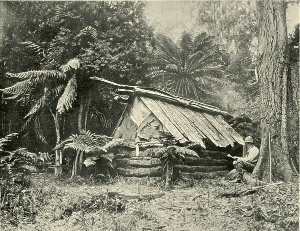 Bush Hut, Dandenong Ranges, Victoria, 1901. Creator: Unknown