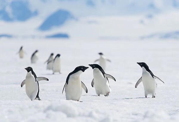 Adelie penguins walk on sea ice off Antarctic Peninsula