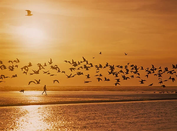 A Flock Of Birds Fly Over The Beach And Ocean As The Sun Sets At Siltcoos Beach; Florence, Oregon, United States Of America