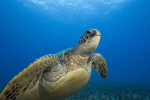 Hawaii, Close-Up Of Green Sea Turtle (Chelonia Mydas) Swimming Forward
