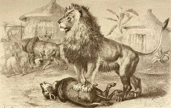 A Lion After Making A Kill In The Middle Of An African Village. From La Vida De Los Animales Published Spain Circa 1885