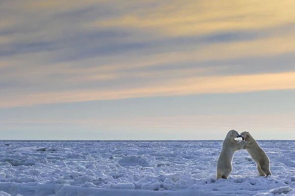 Polar Bears (Ursus Maritimus) Sparring On The Coast Of Hudson Bay; Manitoba, Canada