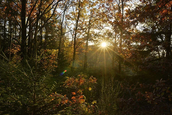Sun Rays through European Beech (Fagus sylvatica) Forest in Autumn, Upper Palatinate, Bavaria, Germany