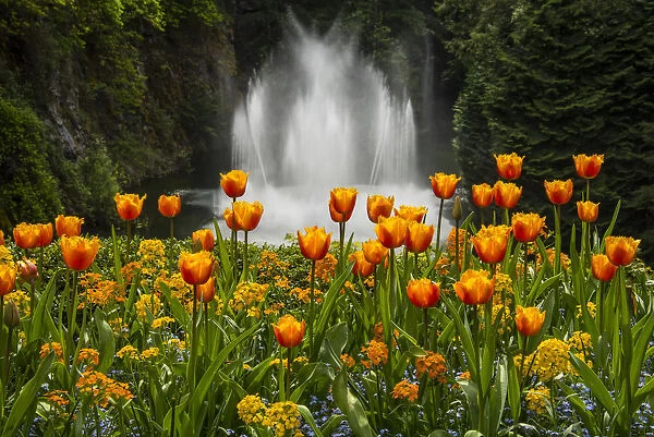 Water Fountain And Tulips At Butchart Gardens; Victoria, British Columbia, Canada