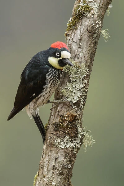 Acorn Woodpecker (Melanerpes formicivorus), Costa Rica