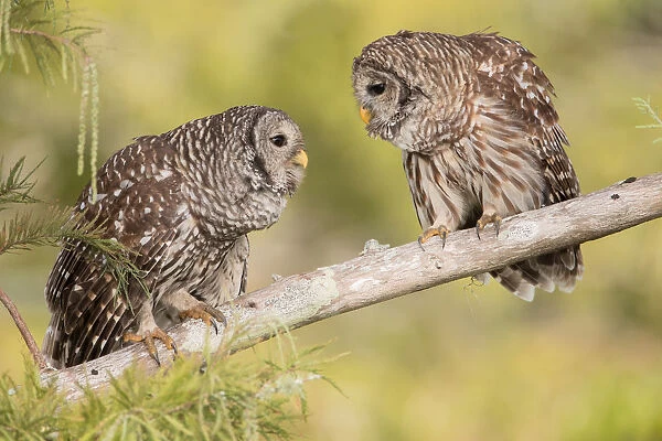 Barred Owl (Strix varia) pair, Florida, USA