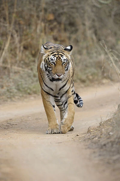 Bengal Tiger (Panthera tigris tigris) walking on the road facing forwards, India