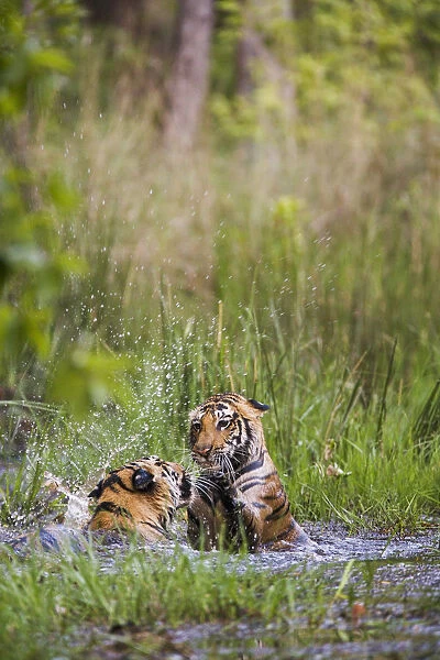 Bengal tigers (Panthera tigris tigris) siblings playing in a water hole