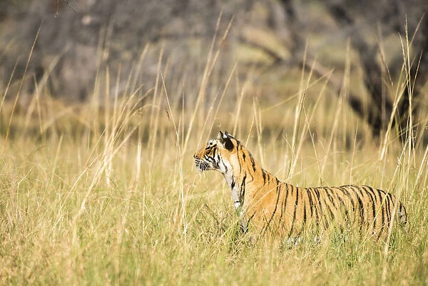 Bengal tigress (Panthera tigris tigris) in long grasses, India, Rajasthan