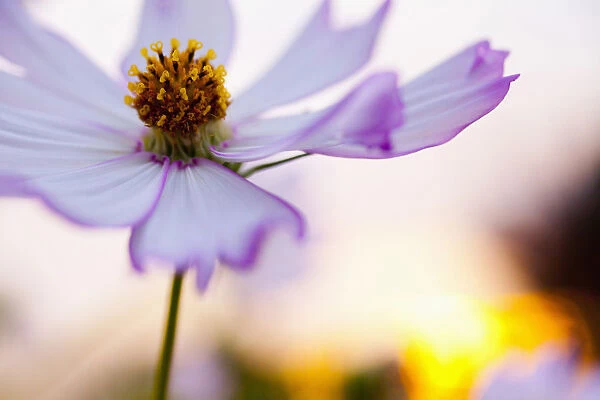 Cosmos, Mauve coloured flower growing outdoor against sunset showing stamen