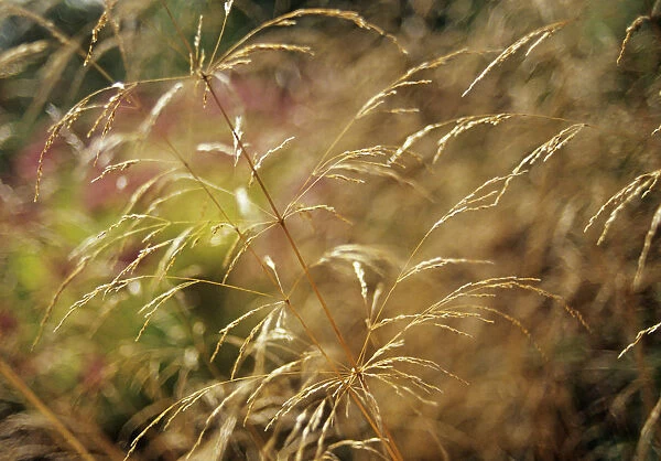 CS_2169. Deschampsia cespitosa. Tufted hair grass. Gold subject