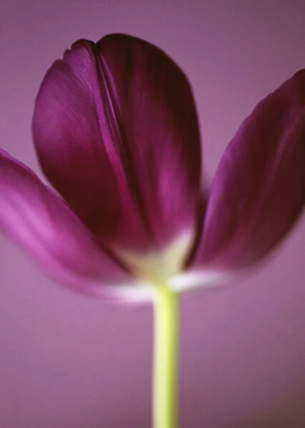 CS_697. Tulipa - variety not identified. Tulip. Purple subject. Purple b / g
