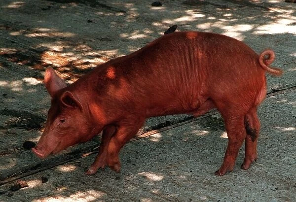 Anmals Pigs Tamworth Pig at Aldenham Country Park DBase