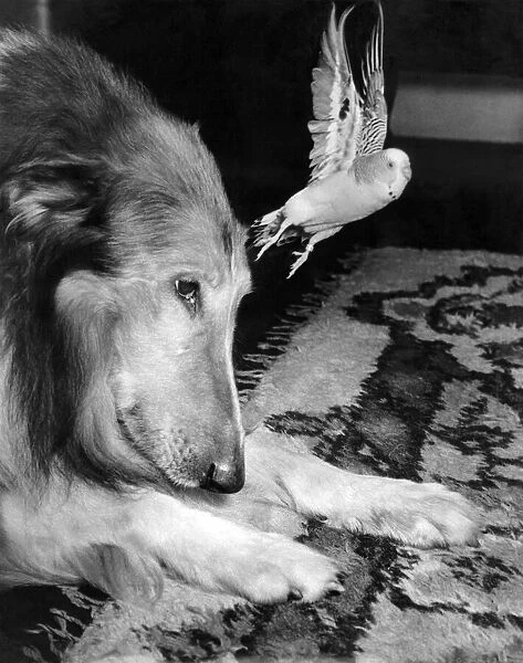 A bearded collie with her budgerigar friend. February 1955 P007444