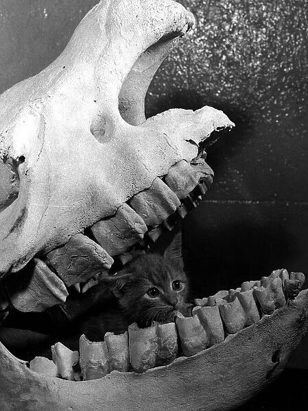 Cat kitten called Ten sing sitting in skull of rhino Belle Vue Zoo Manchester