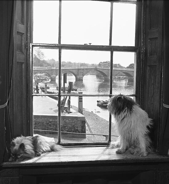 Dogs belonging to Mrs Dorothy Crispin owner of the White Cross Hotel, Richmond
