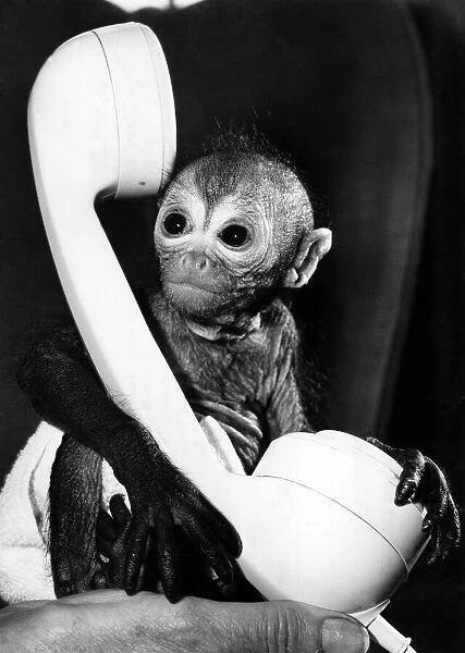 oscar, a seven-week-old spider monkey at Kilverstone Wildlife Park in Norfolk dwarfed by