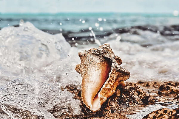 Conch by water