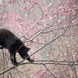 Asiatic Black bear - in tree with blossom