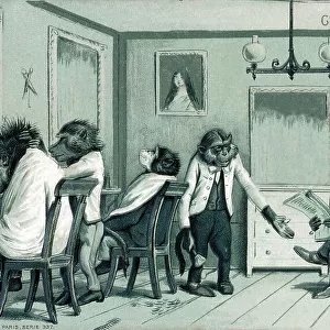 At the Barber - hirsute monkeys popping in for a trim