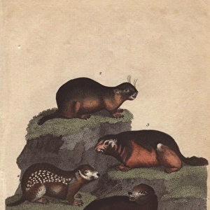 Beaver, alpine marmot, bobak marmot and earless marmot