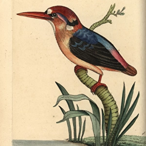 Black-backed or Oriental dwarf kingfisher, Ceyx erithaca