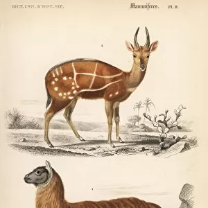 Bushbuck antelope, Tragelaphus scriptus