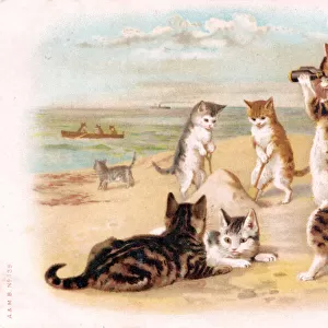 Cats and kittens on the beach on a postcard