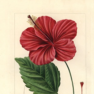 Chinese hibiscus, Hibiscus rosa sinensis, native