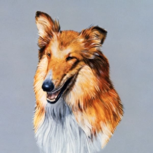 Collie Dog - portrait