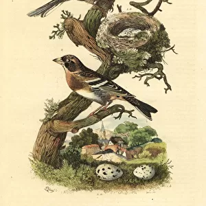 Common chaffinch and brambling