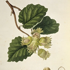 Corylus avellana, cob nut