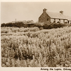 Crofters Cottage, Orkney