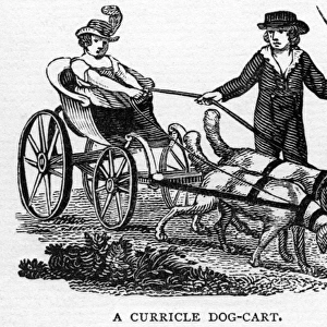 Curricle dog cart
