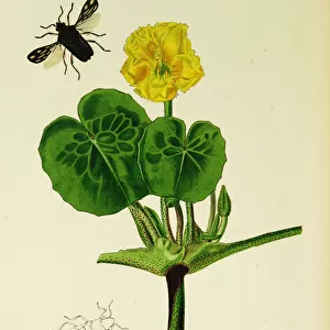 Curtis British Entomology Plate 681
