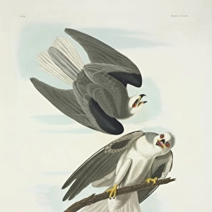 Elanus caeruleus, black-winged kite