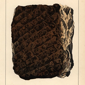 Fossil tree fern, Caulopteris tesselata