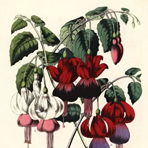 Fuchsia hybrid varieties