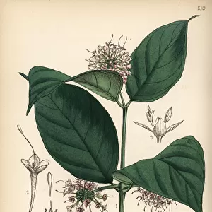 Gambier, pale catechu, terra japonica or gambir