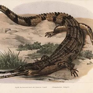 Gharial or gavial, Gavialis gangeticus