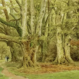 Giant Beeches, New Forest, Hampshire