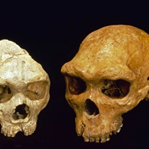 H. neanderthalensis (Gibraltar 1) & H. heidelbergensis (Bro