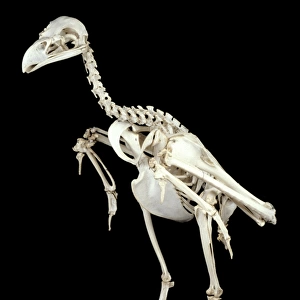 Haliaeetus albicilla, white-tailed sea eagle skeleton
