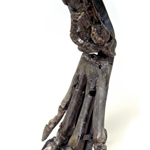 Hypsilophodon foot