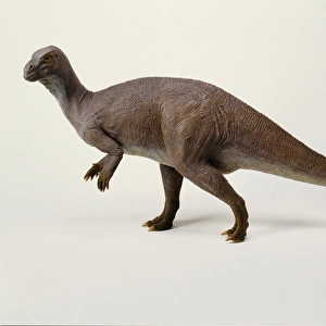 Iguanodon model, 1990s