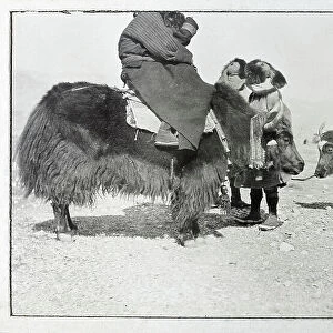 Men riding yaks, from a fascinating album which reveals new details on a little-known campaign in which a British military force brushed aside Tibetan defences to capture Lhasa, in 1904