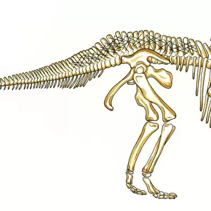 Parasaurolophus skeleton